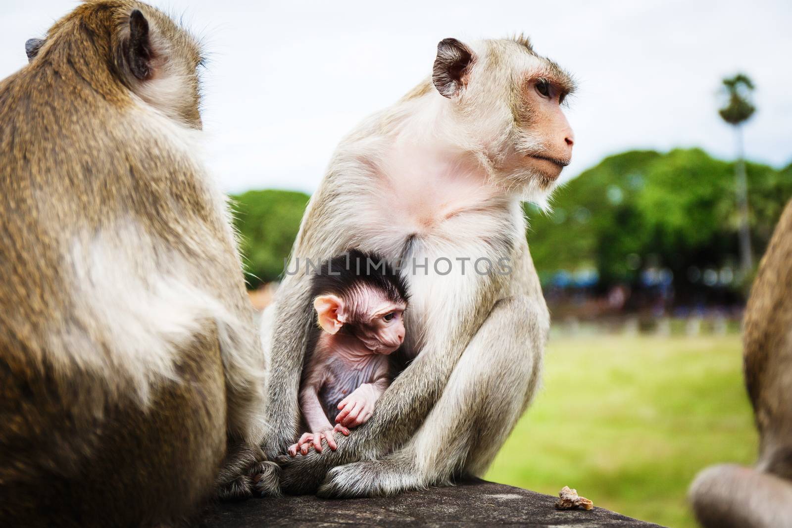 Monkey baby with his parents in  Cambodia.