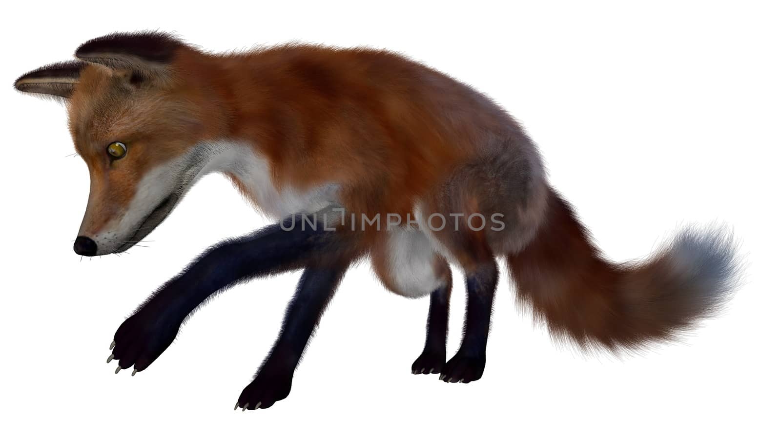 Red fox searching isolated in white background - 3D render
