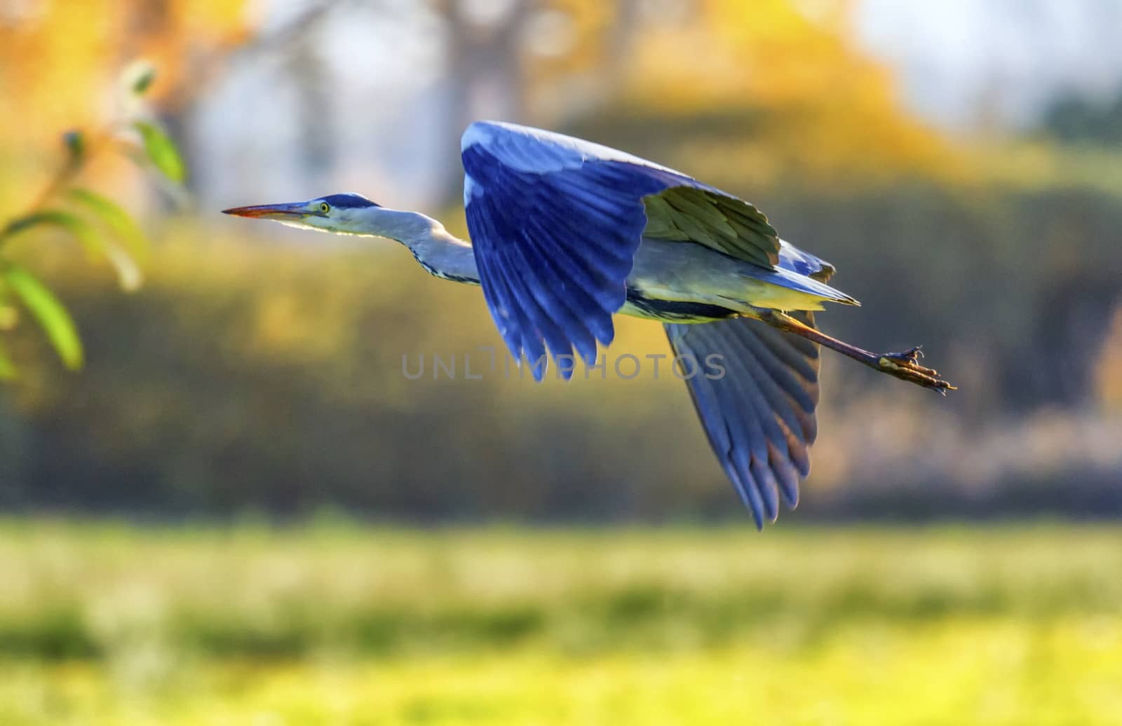 Grey heron, ardea cinerea by Elenaphotos21