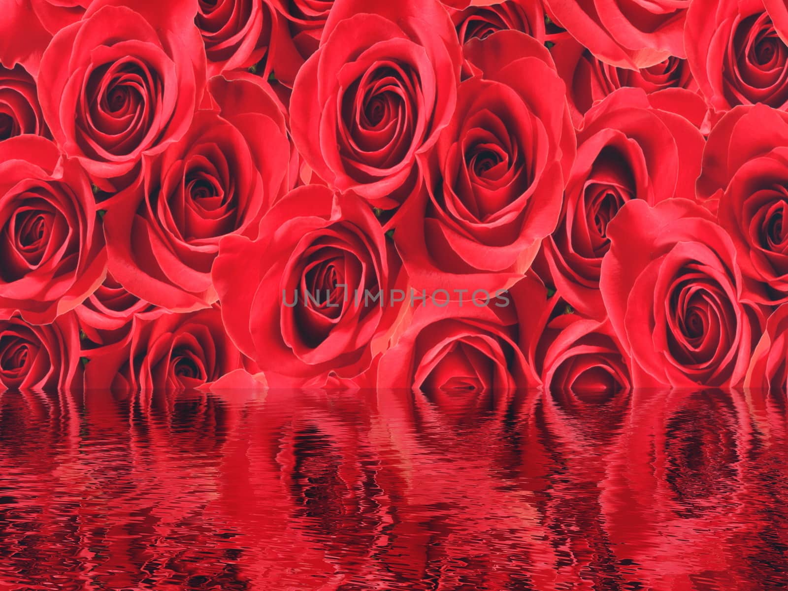 Red roses background by Elenaphotos21