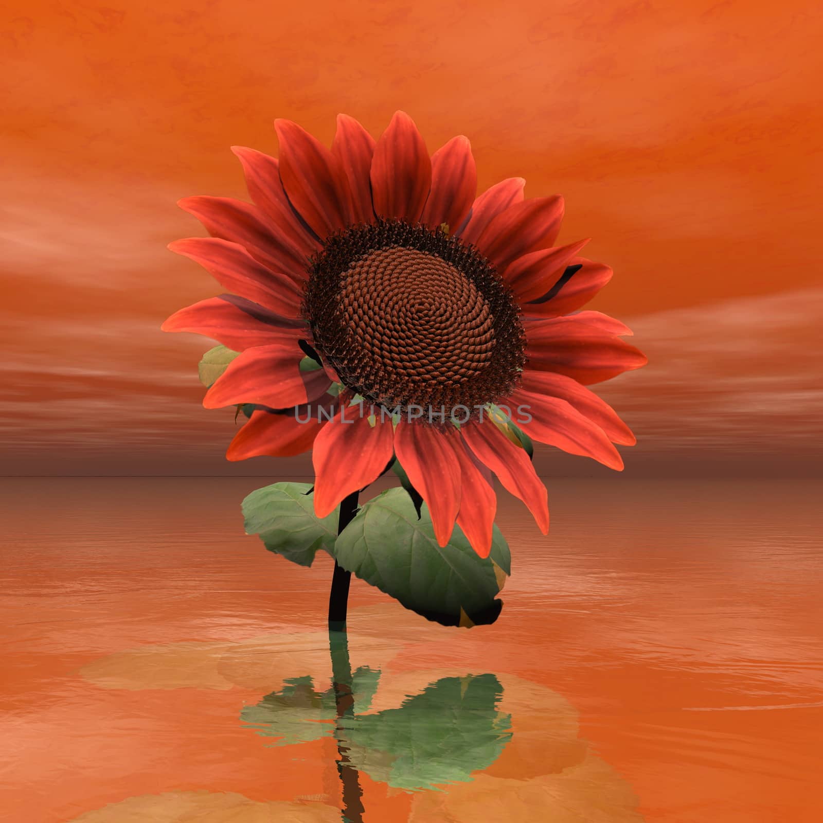 Beautiful red sunflower in sunset background sky - 3D render