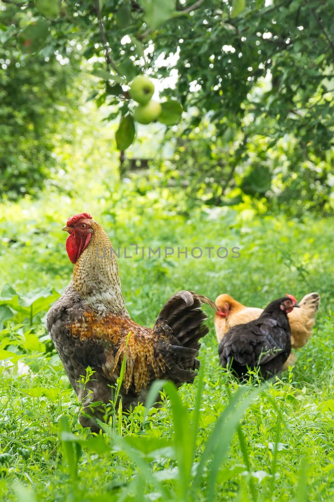 the photograph depicts a rooster walking in the garden