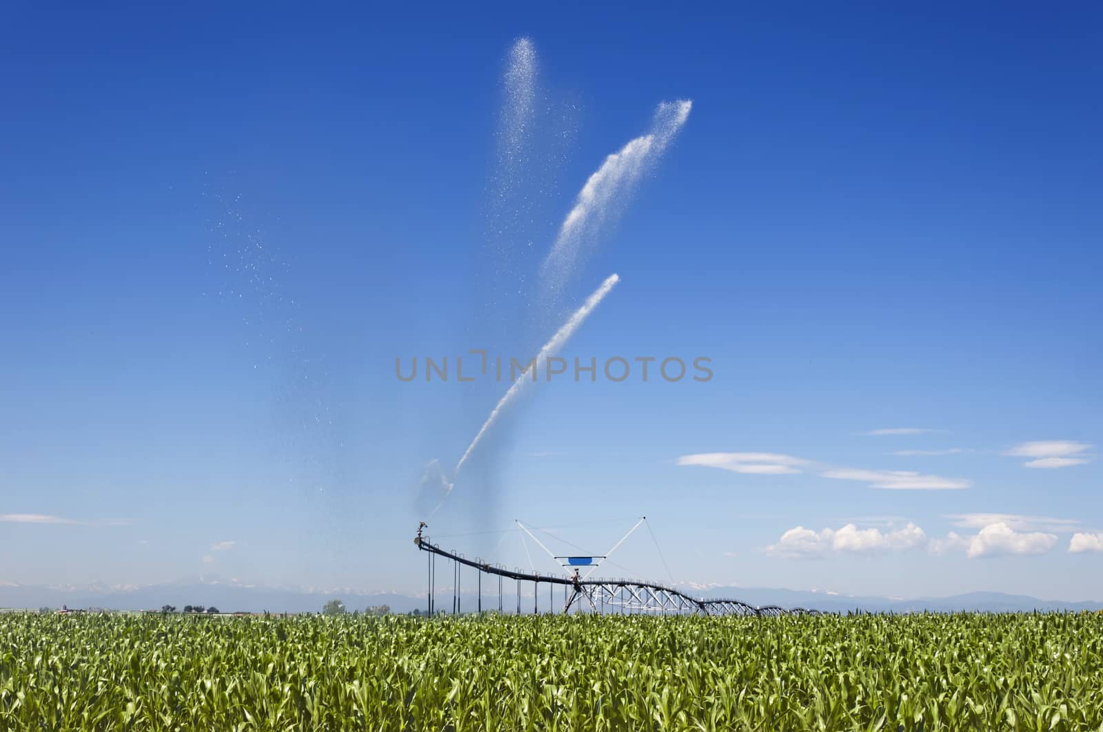 Cornfield in Colorado, irrigated with a center pivot sytem east of the Rocky Mountains.