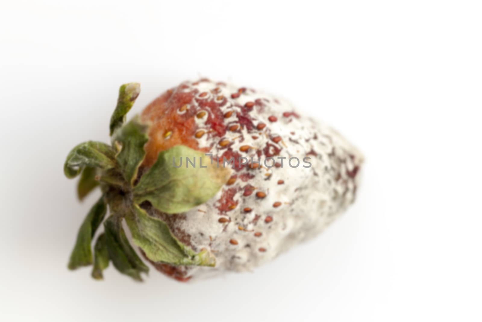 photographed red ripe strawberries, covered with white mold, spoiled strawberries closeup, defocus
