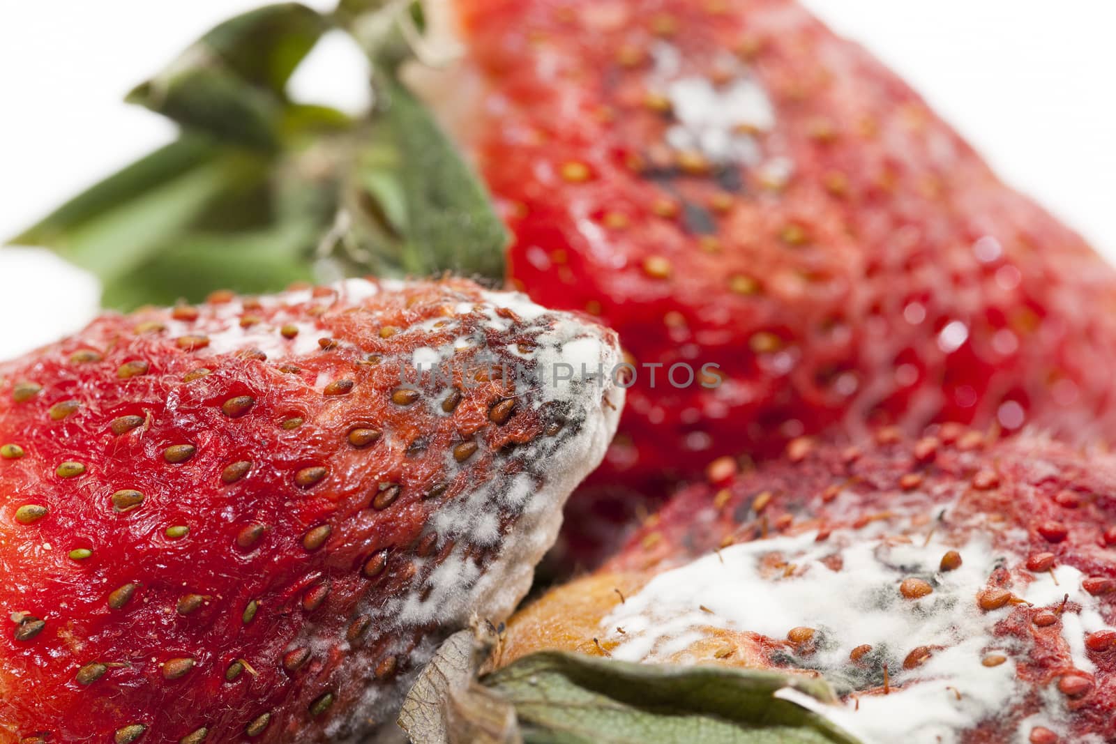Strawberry with mold by avq