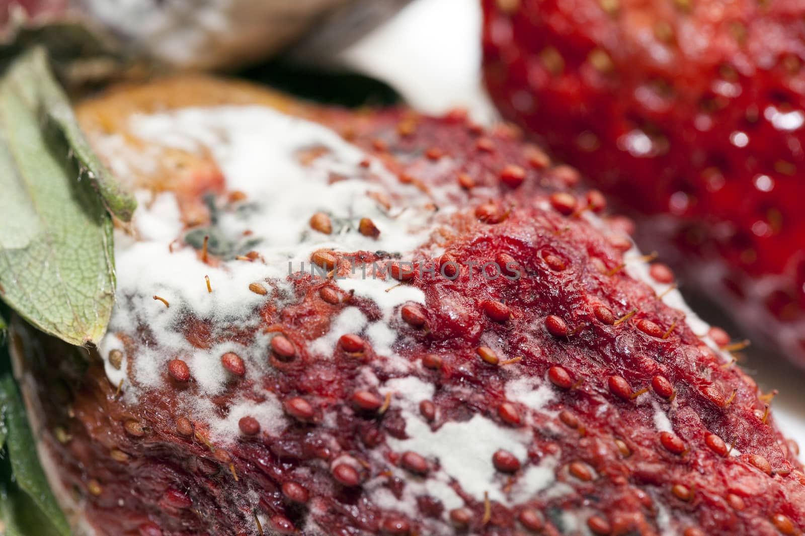 photographed red ripe strawberries, covered with white mold, spoiled strawberries closeup