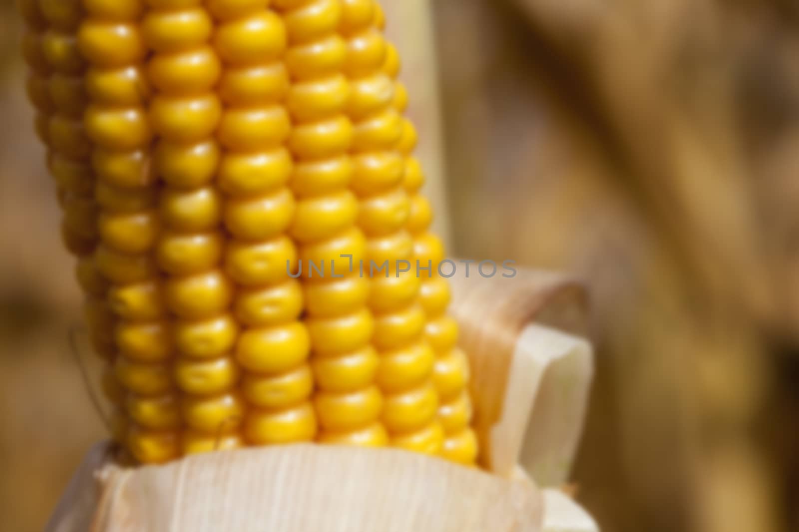 agricultural field where crops harvested mature corn yellowing, defocus