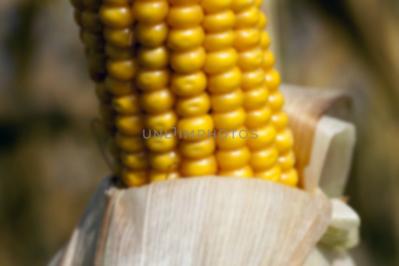 Agricultural field on which photographed mature yellowed corn, close up, natural foods, defocus