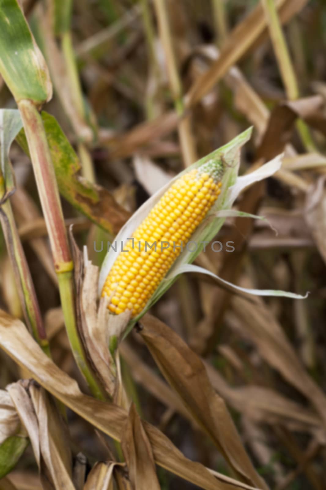 agricultural field where crops harvested mature corn yellowing, defocus