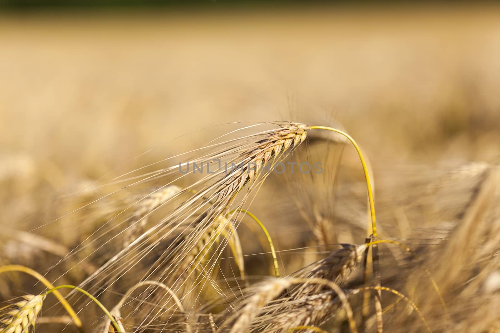 Agricultural field on which grow ripe yellowed cereals