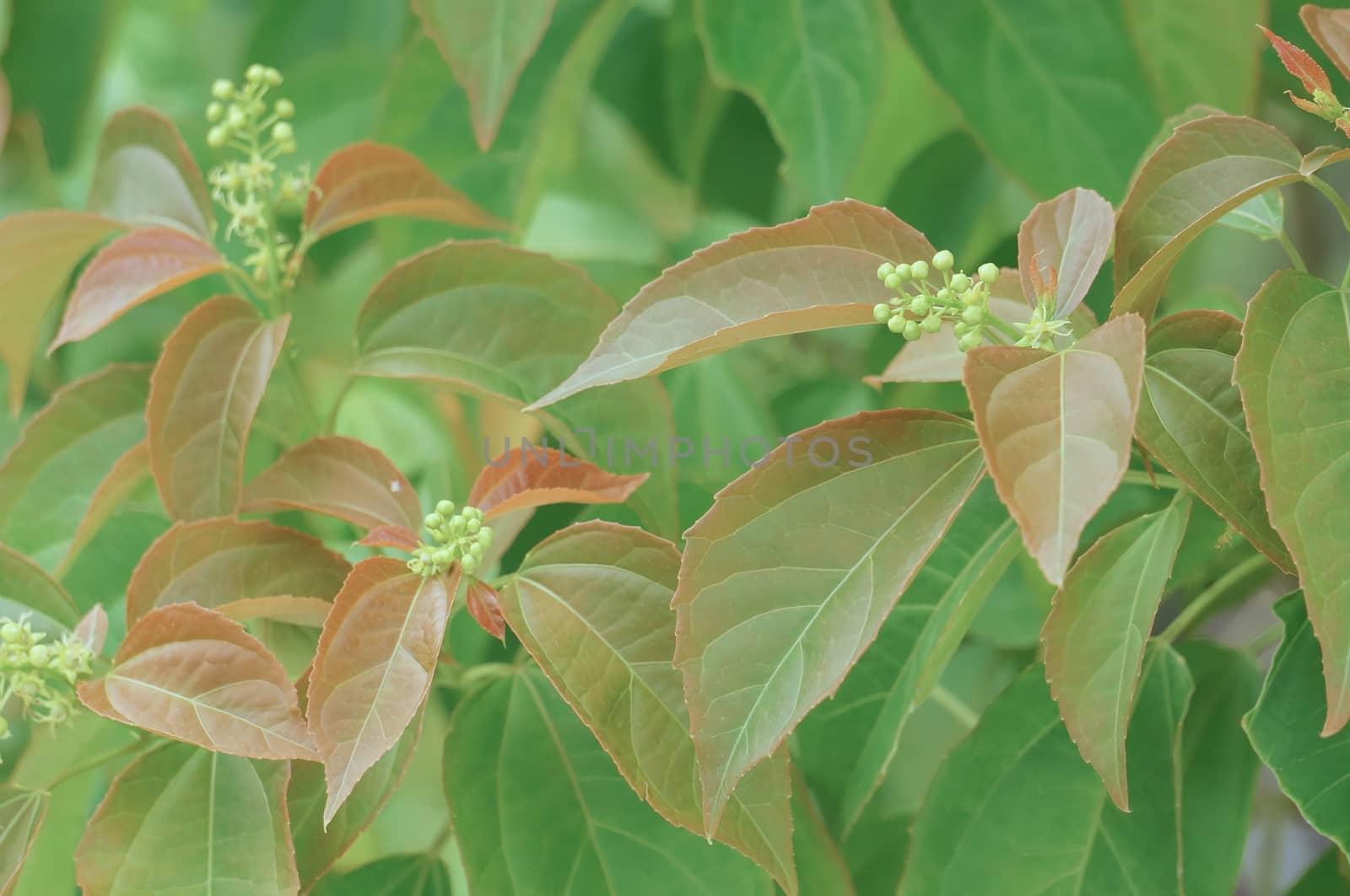 Croton tiglium Linn with new leaves sprout as background by eaglesky