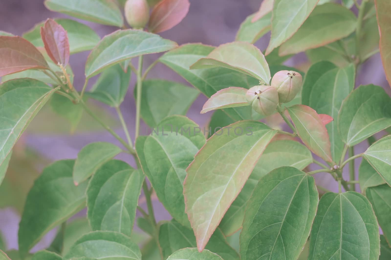 Purging Croton or Croton tiglium Linn with green leaves as background.