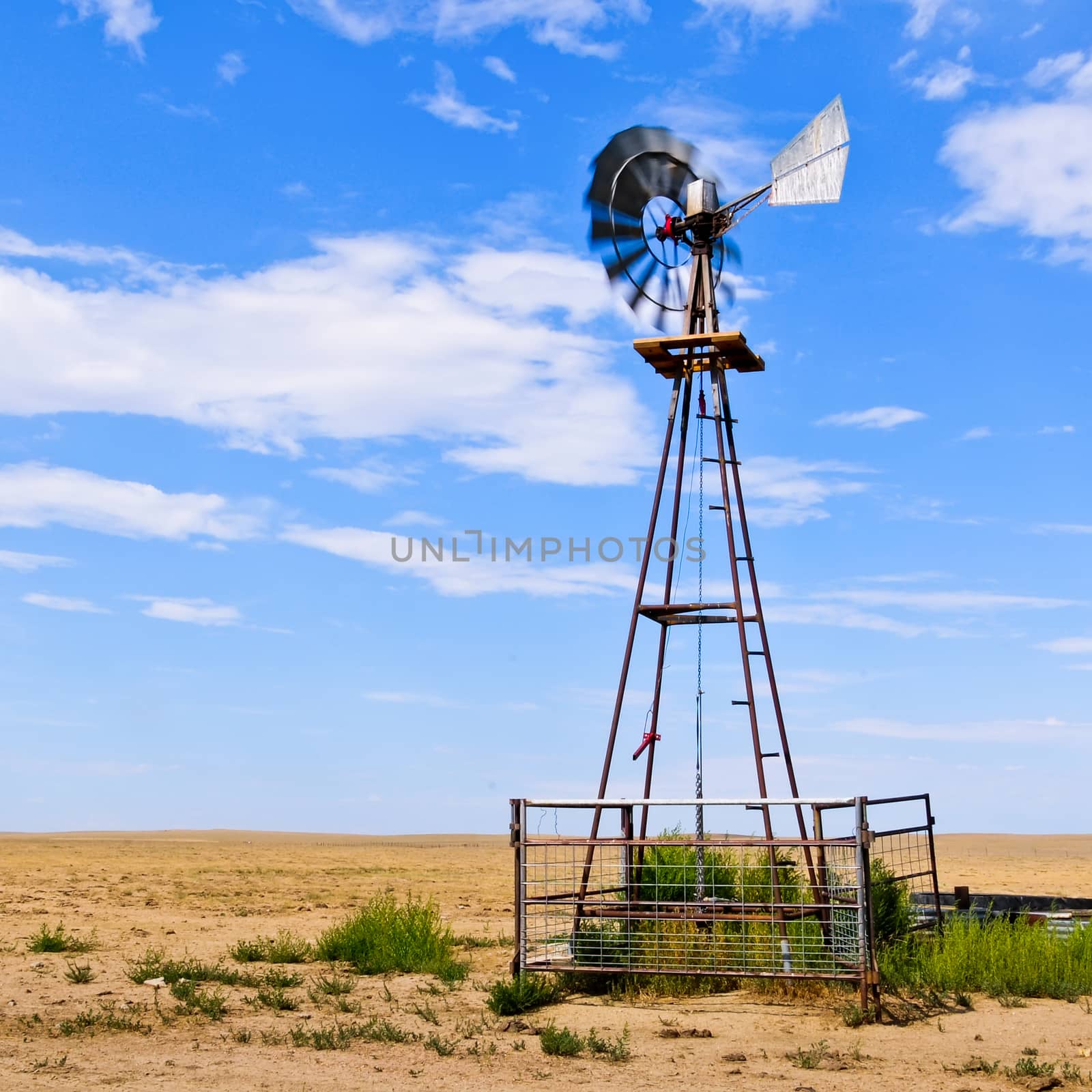 Working windmill providing drinking water for cattle