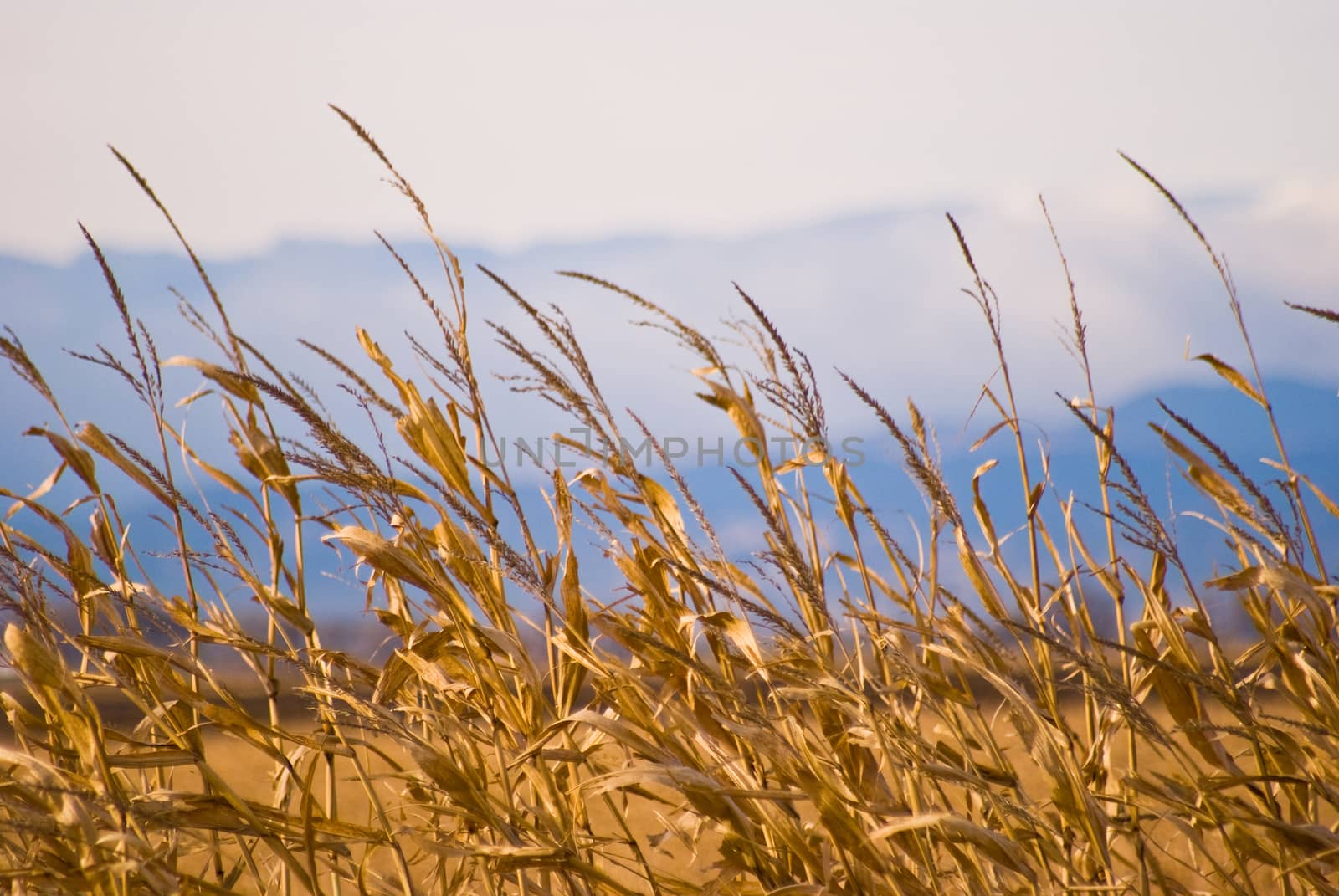 Focus on foreground (cornstalks) with cloudy mountains blurred in the back