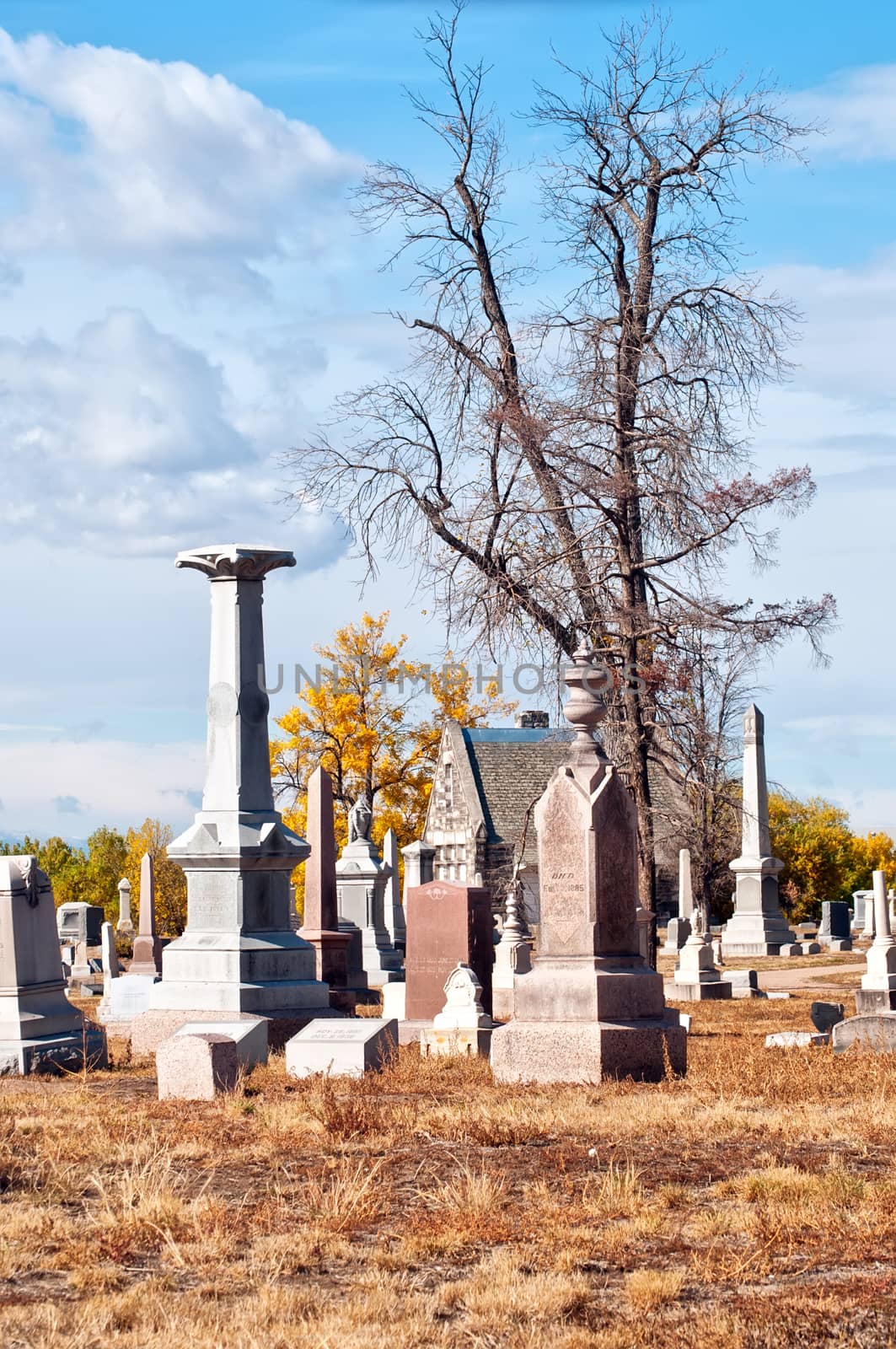 Graveyard with dried grass and dead trees to give a spooky, scary Halloween feel to it.