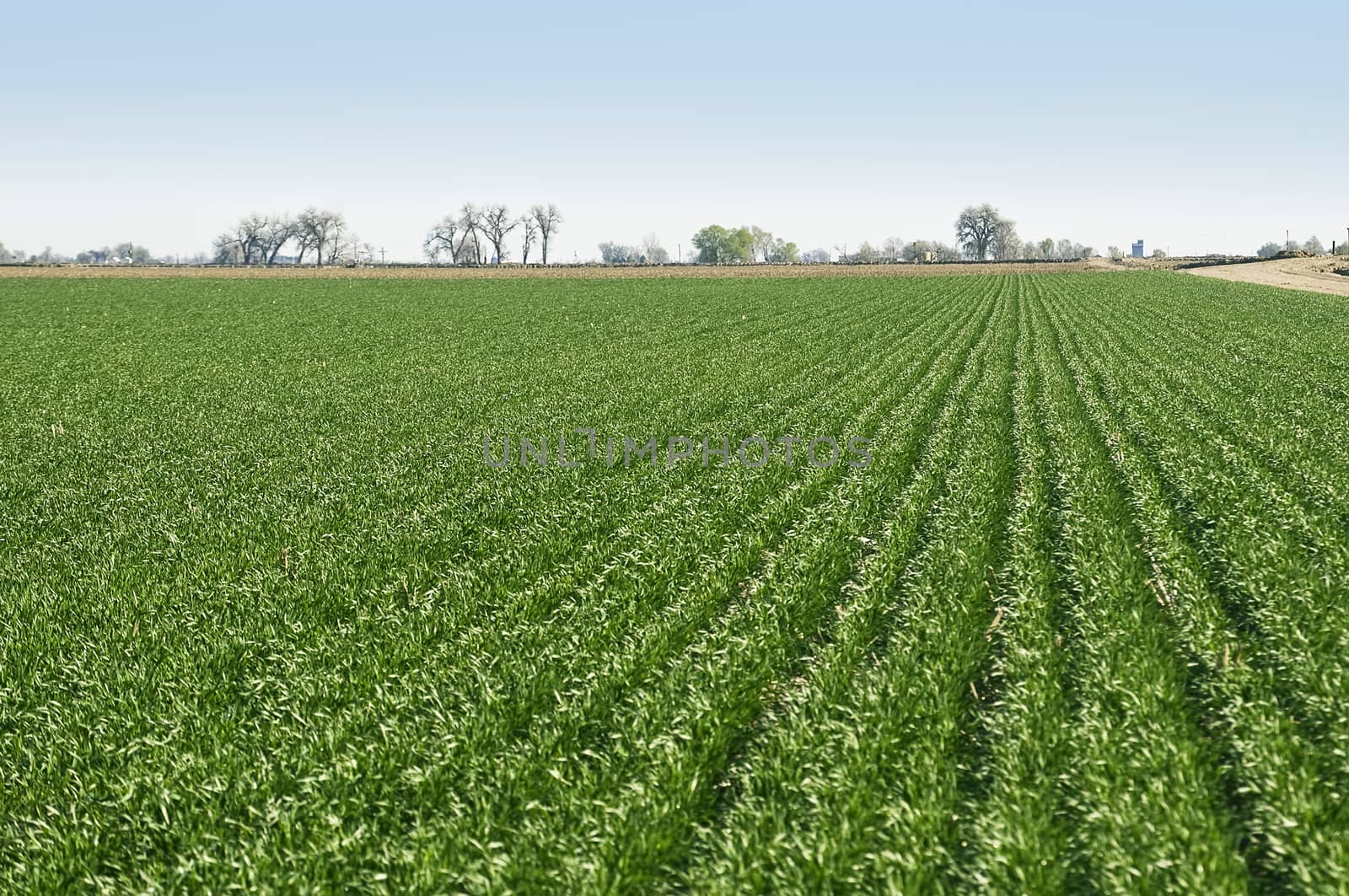 New growth for the spring in planted farmland.