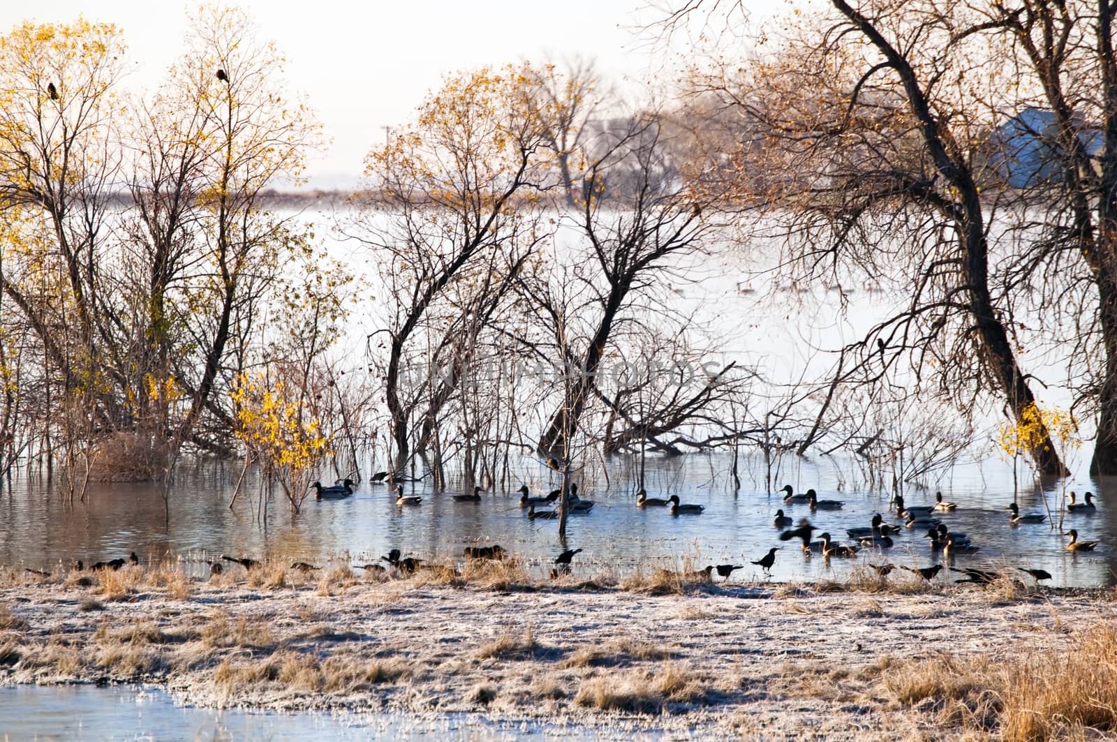 Early in the morning during autumn, ducks swiming on the pond