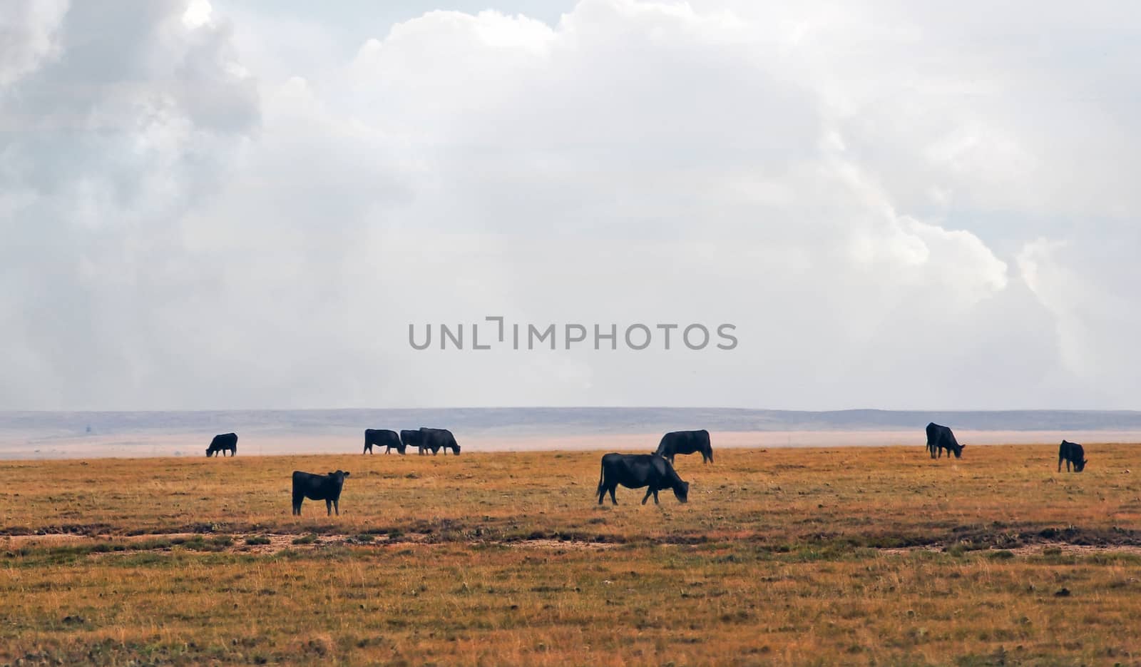 Cattle grazing on open range in eastern Colorado, USA under a large open sky.