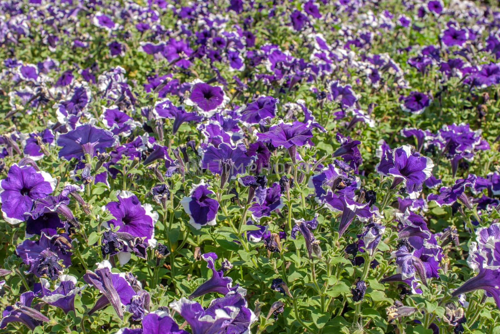 colorful flower purple white petunia in a park - pansies, perfect background for your concept or project by uvisni