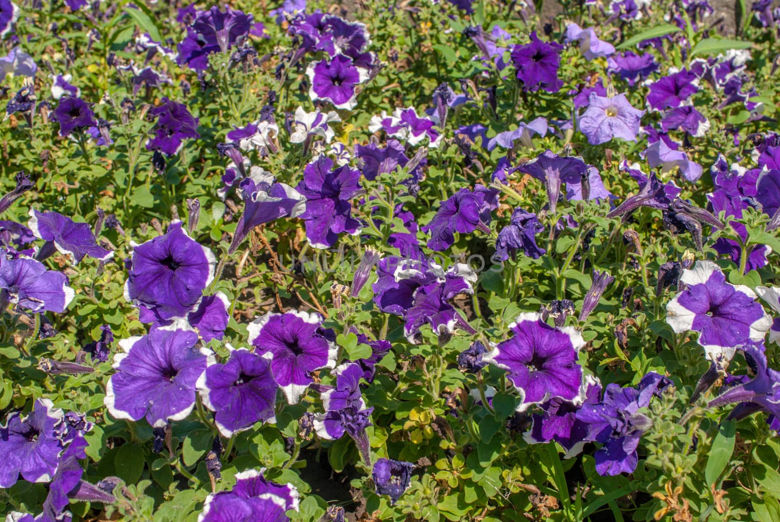 purple white petunia in garden, a beautiful sunny day