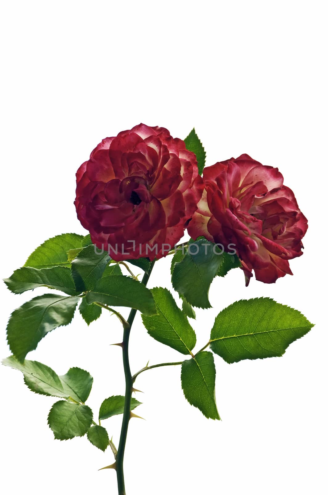 Two red roses share a single stem against an isolated white background