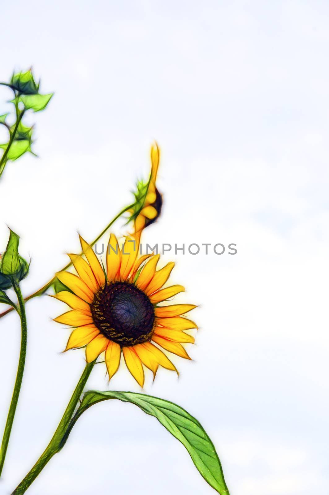 Rendered fractal from a photograph of a bright yellow sunflower