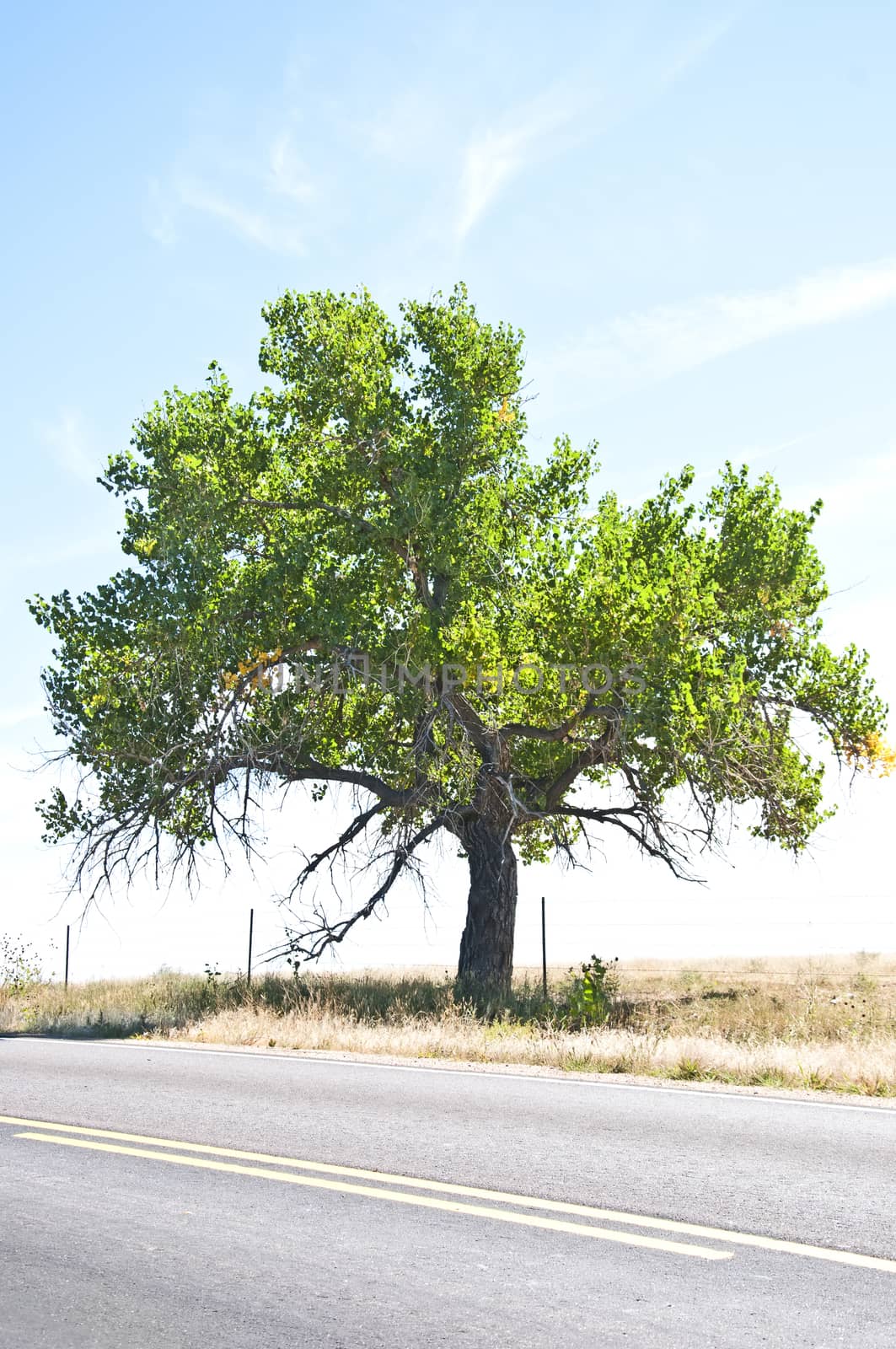 Lonely old Cottonwood tree by the side of a rural highway.