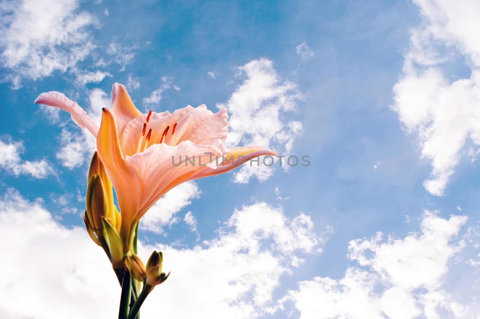 Single lily with pink and yellow petals against a summer sky.