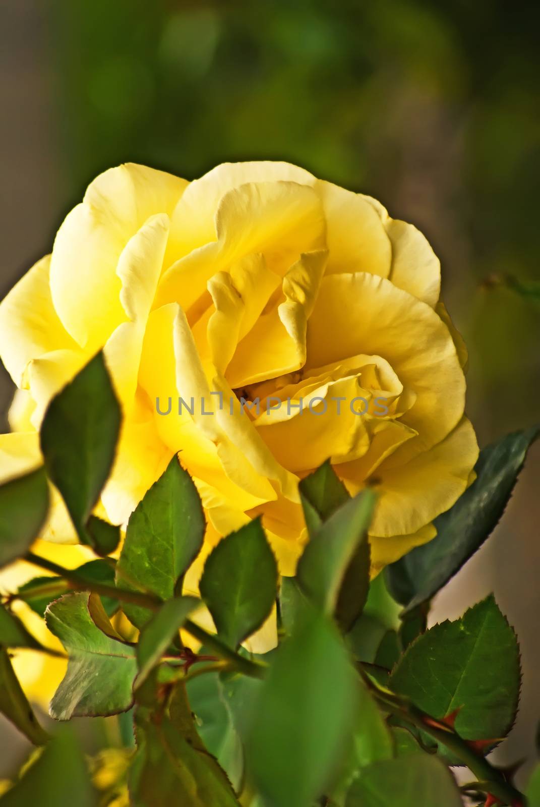 Live yellow rose flower among leaves and thorns in the garder.