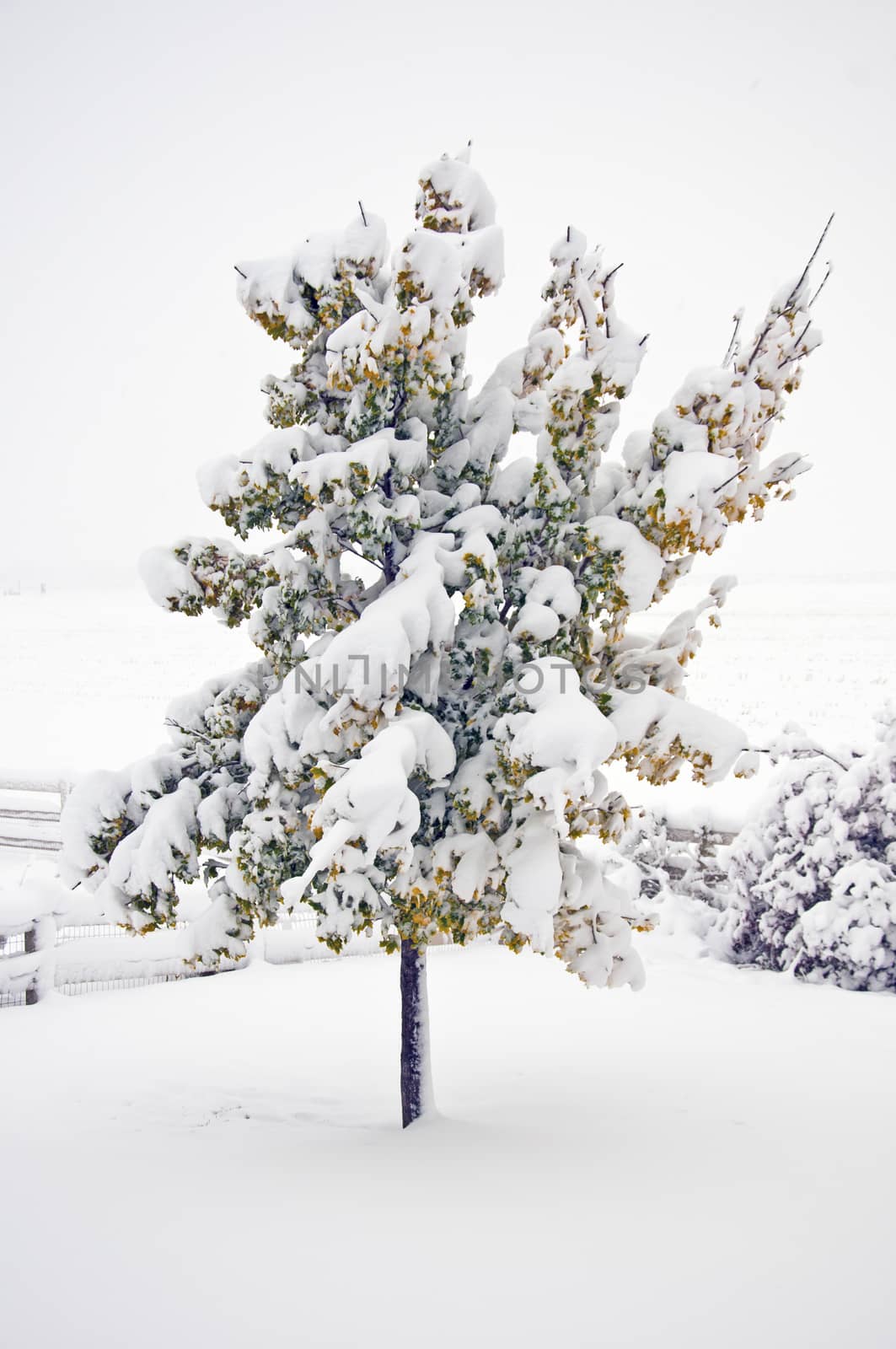 Lone maple tree covered in an early snow during the Autumn while the leaves are just changing colors.