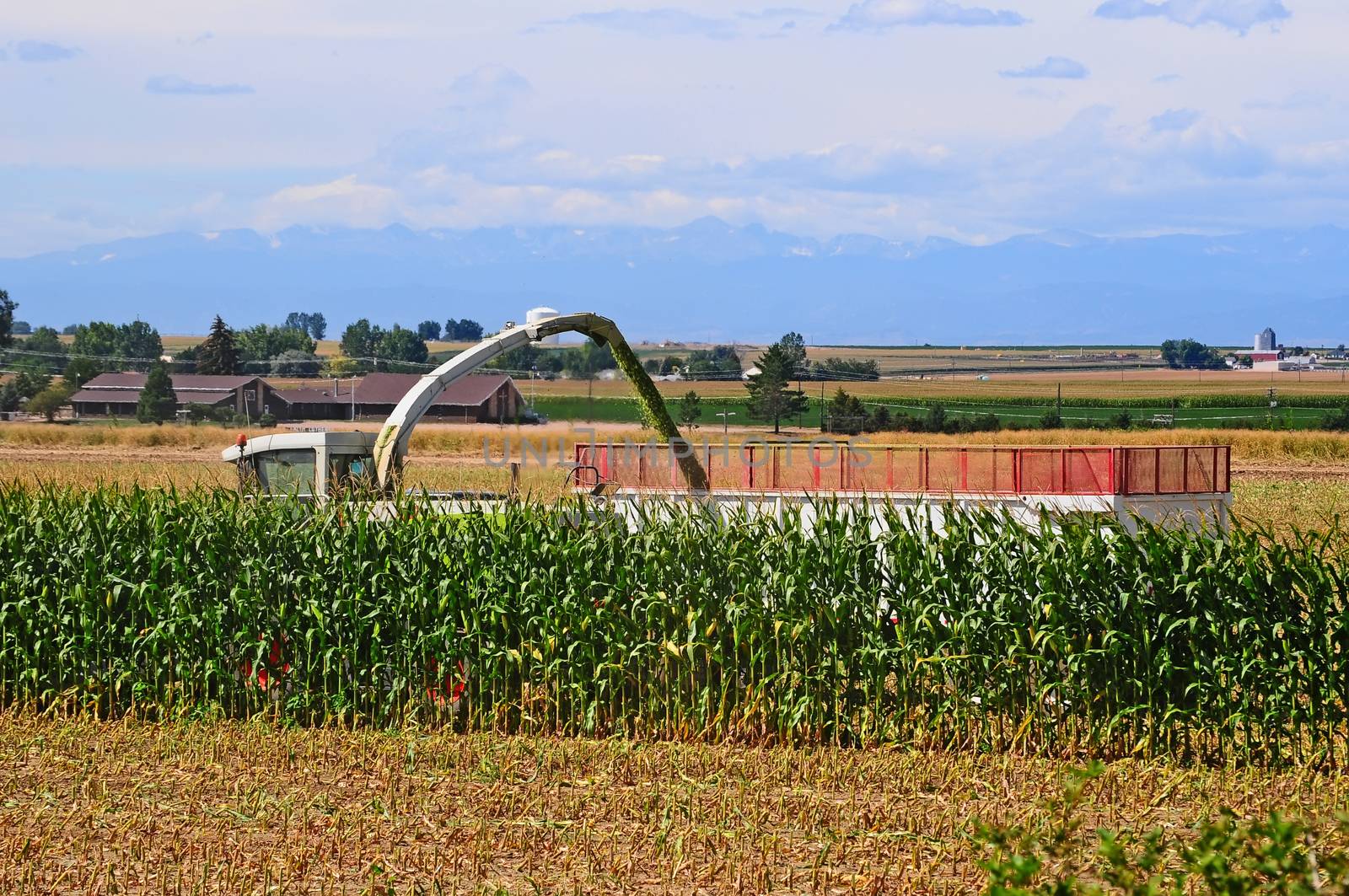 Almost done chopping a field of corn during harvest for cattle feed.