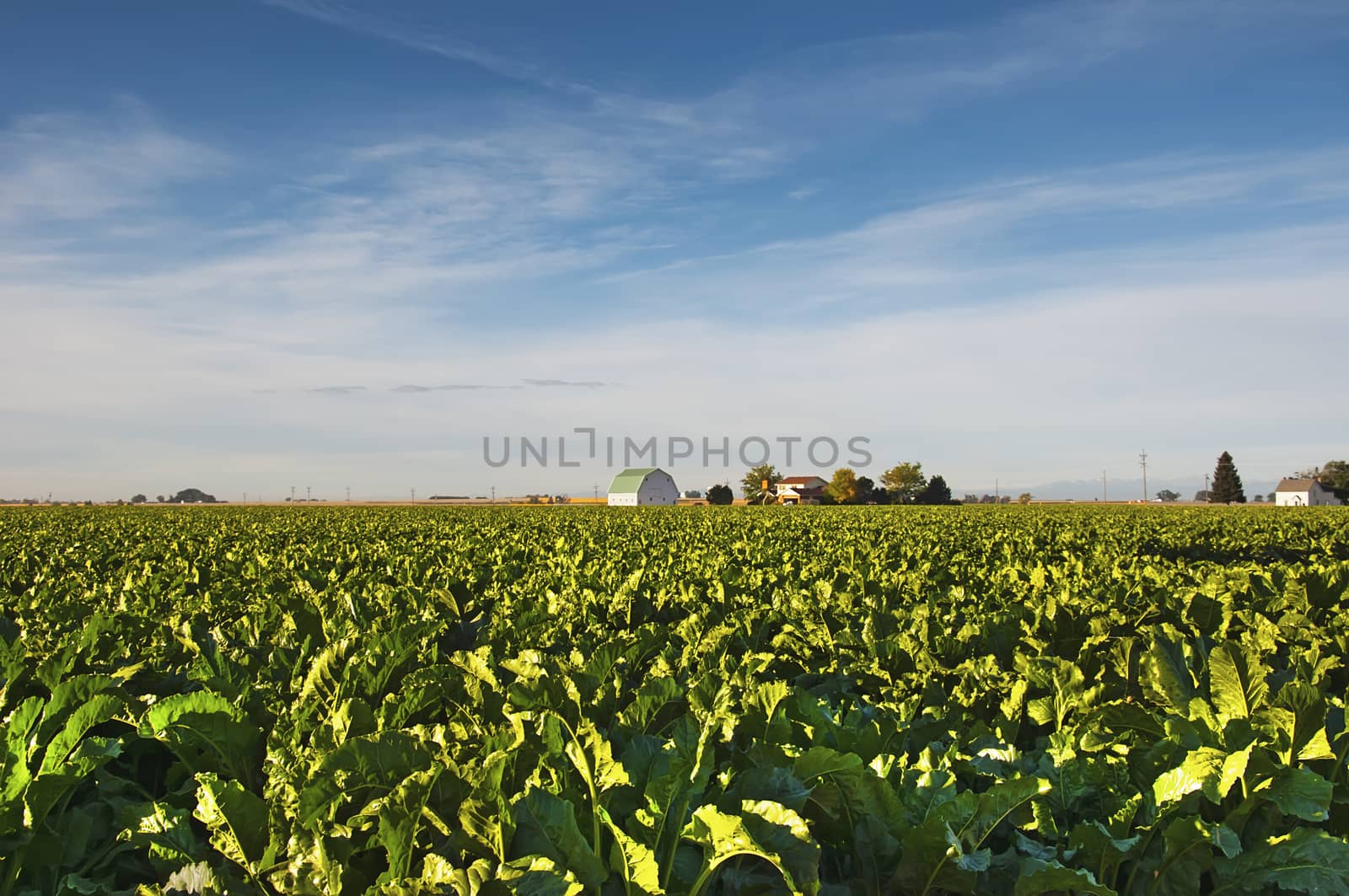 Large field of sugar beets ready to be harvested.