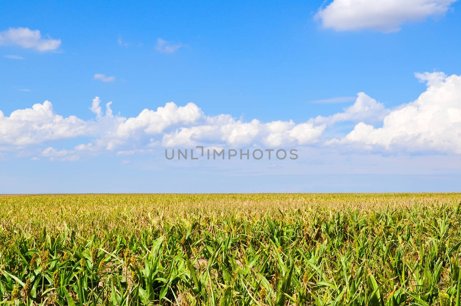 Expanse of sorghum in a field near Lamar, Colorado, USA.