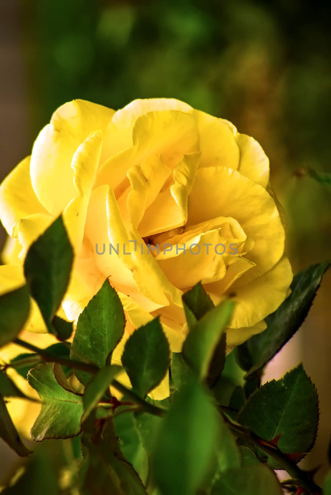 Beautiful yellow rose flower blooming in the garden.