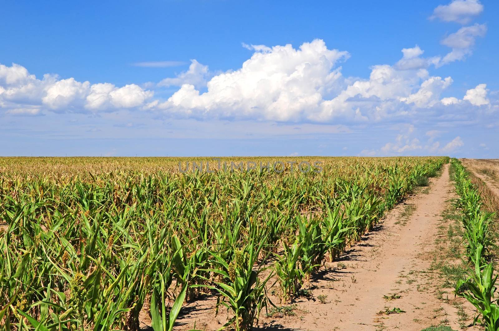 Equipment tracks leading into a sorghum field in Colorado, USA