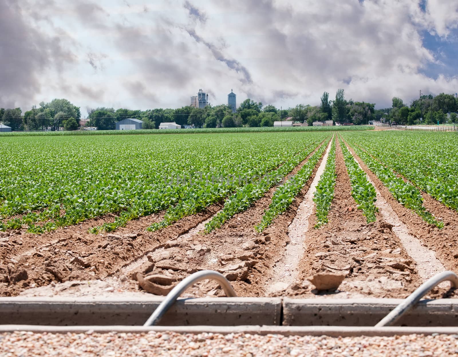 Storm clouds gather over a small rural community seen from a field of irrigated sugar beets.