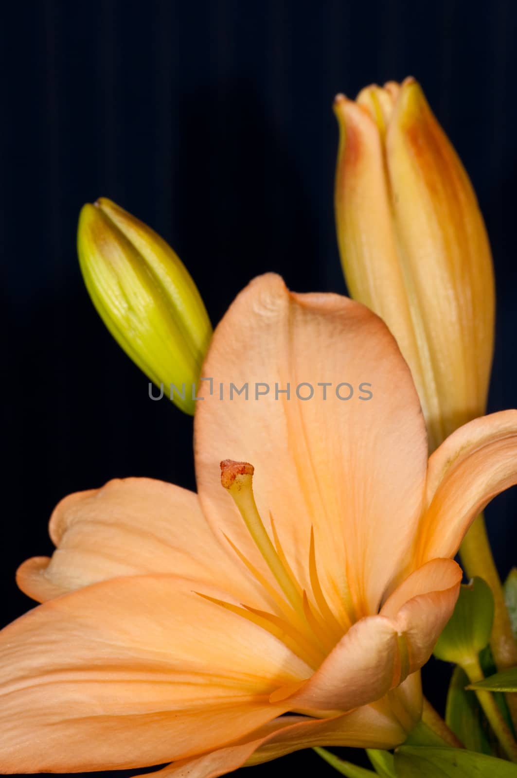 Closeup photograph of an Orange Asiatic Lily