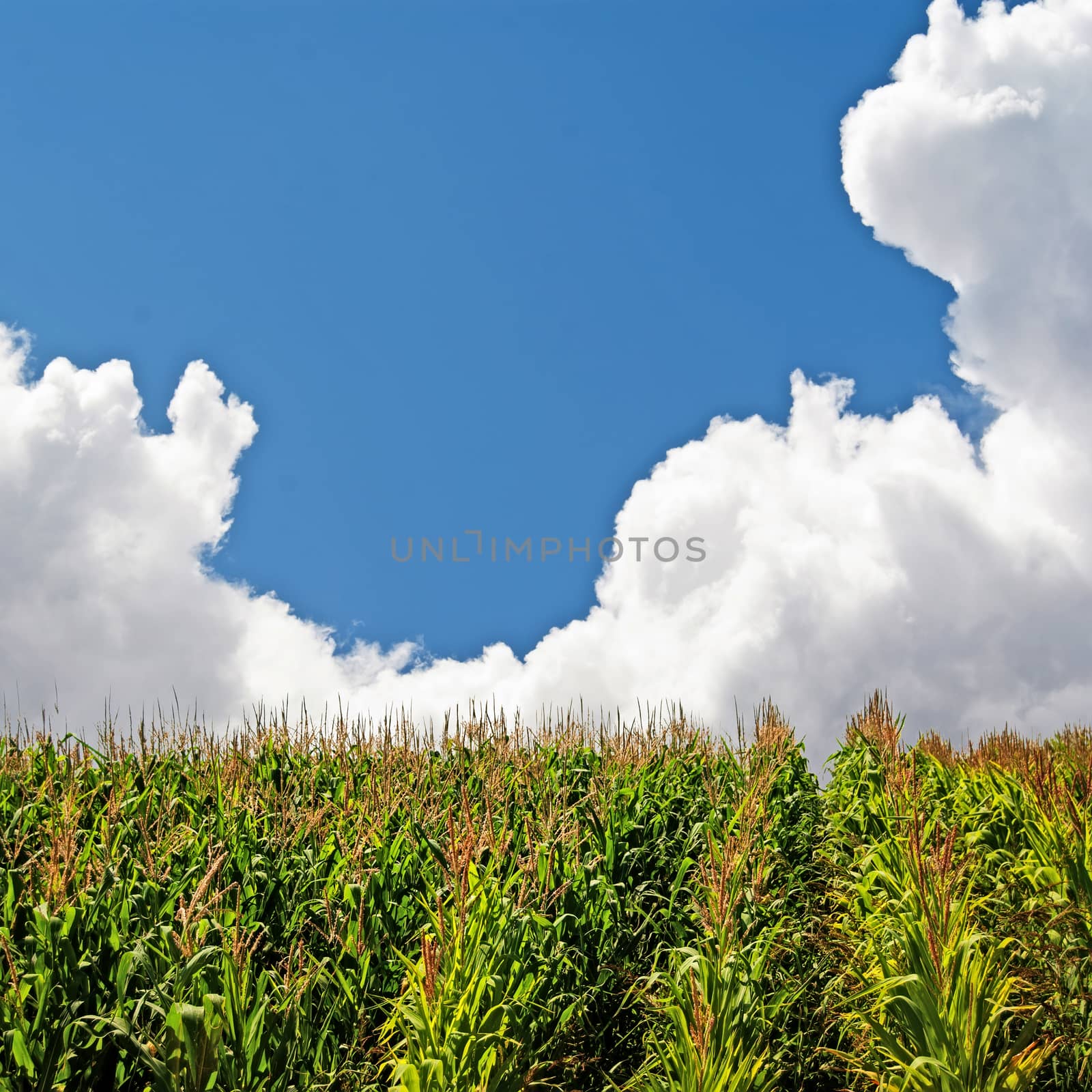 Approaching rain clouds behind a summer corn crop on a bright sunny day.