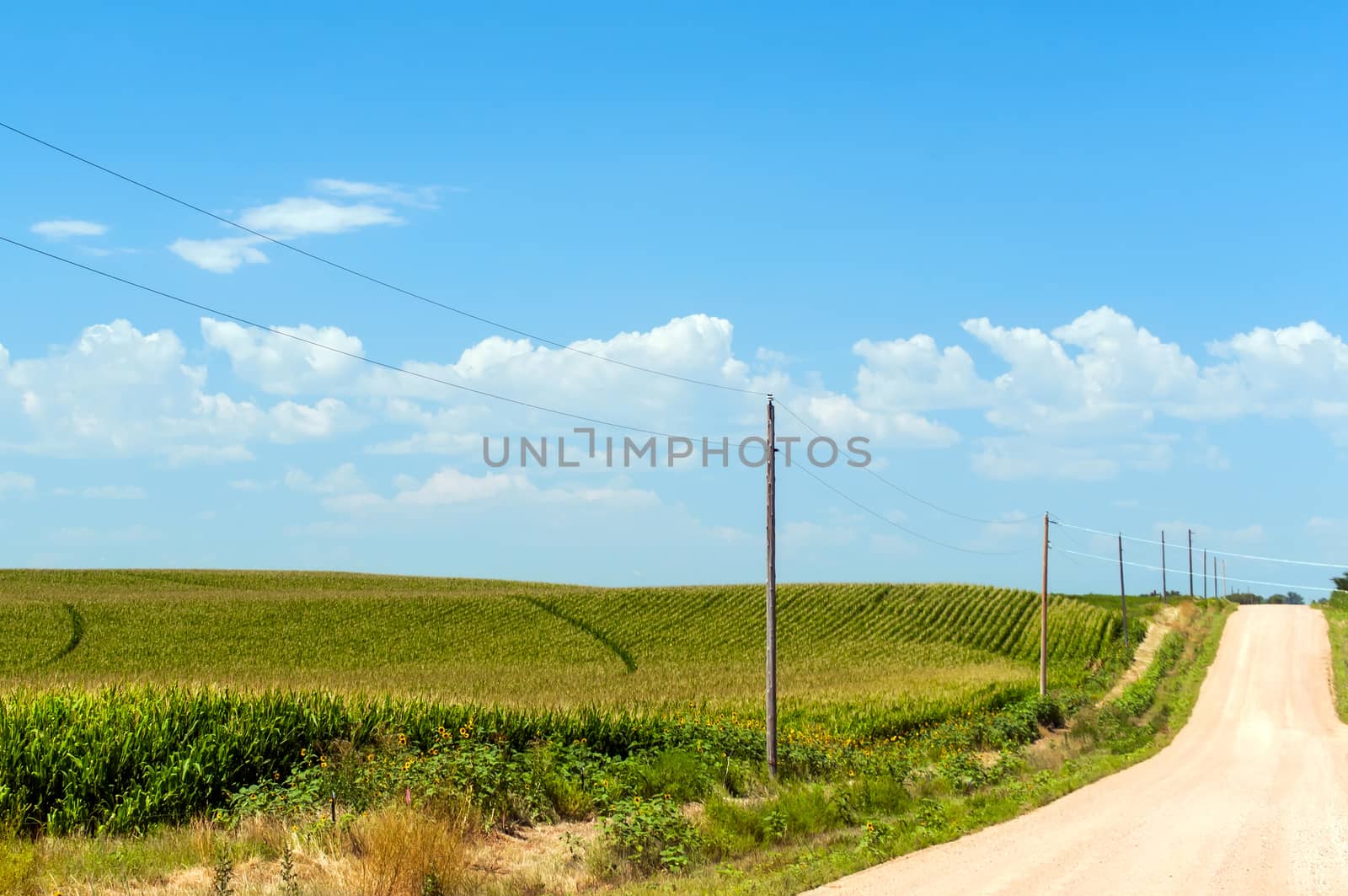 Country road running along a cornfield in north central Colorado, USA