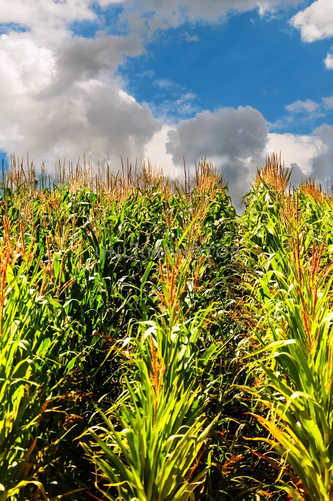 Sun shining upon rows of corn in a field