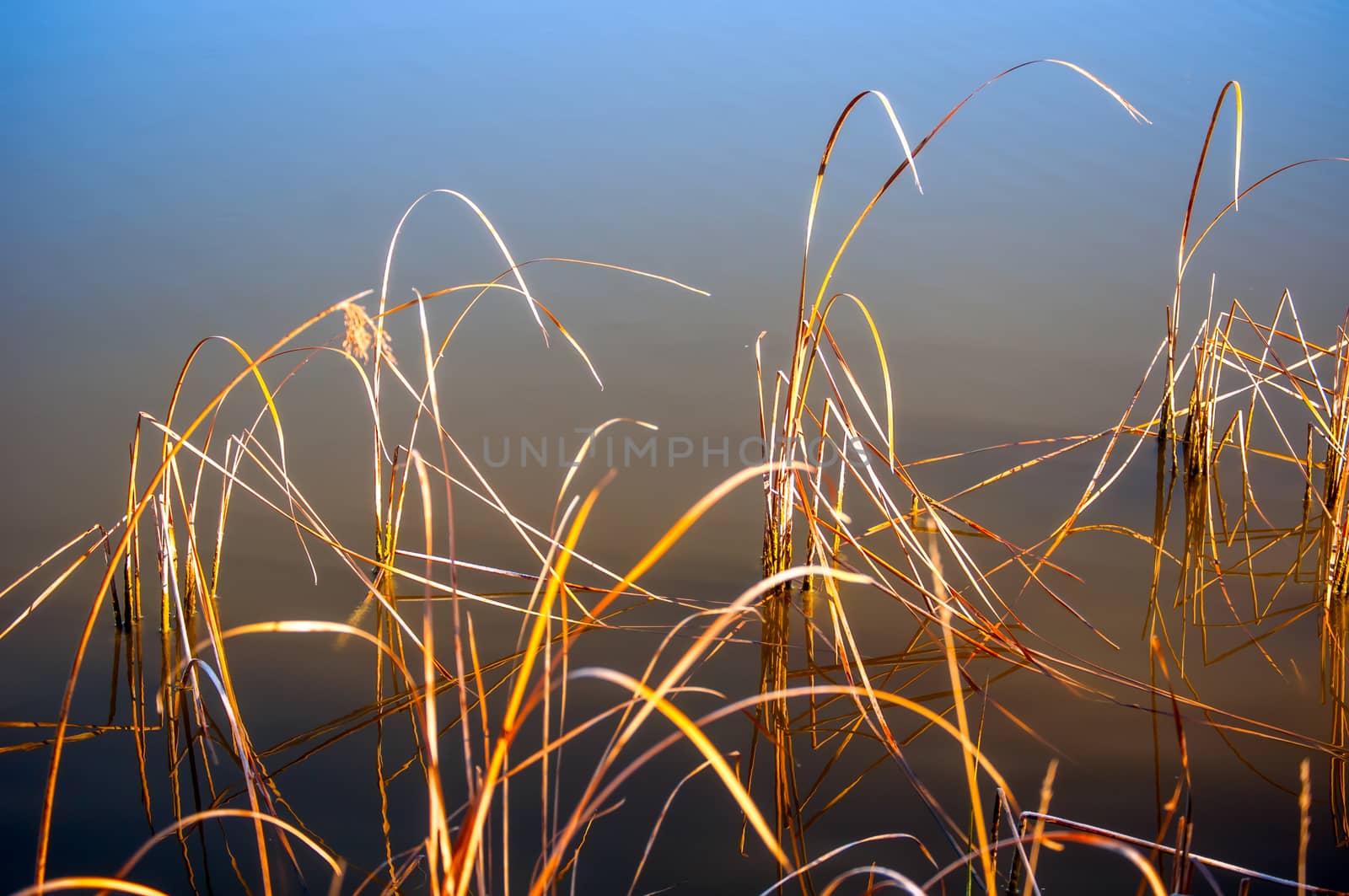 Dried cattail grass along the edge of a pond during the winter.