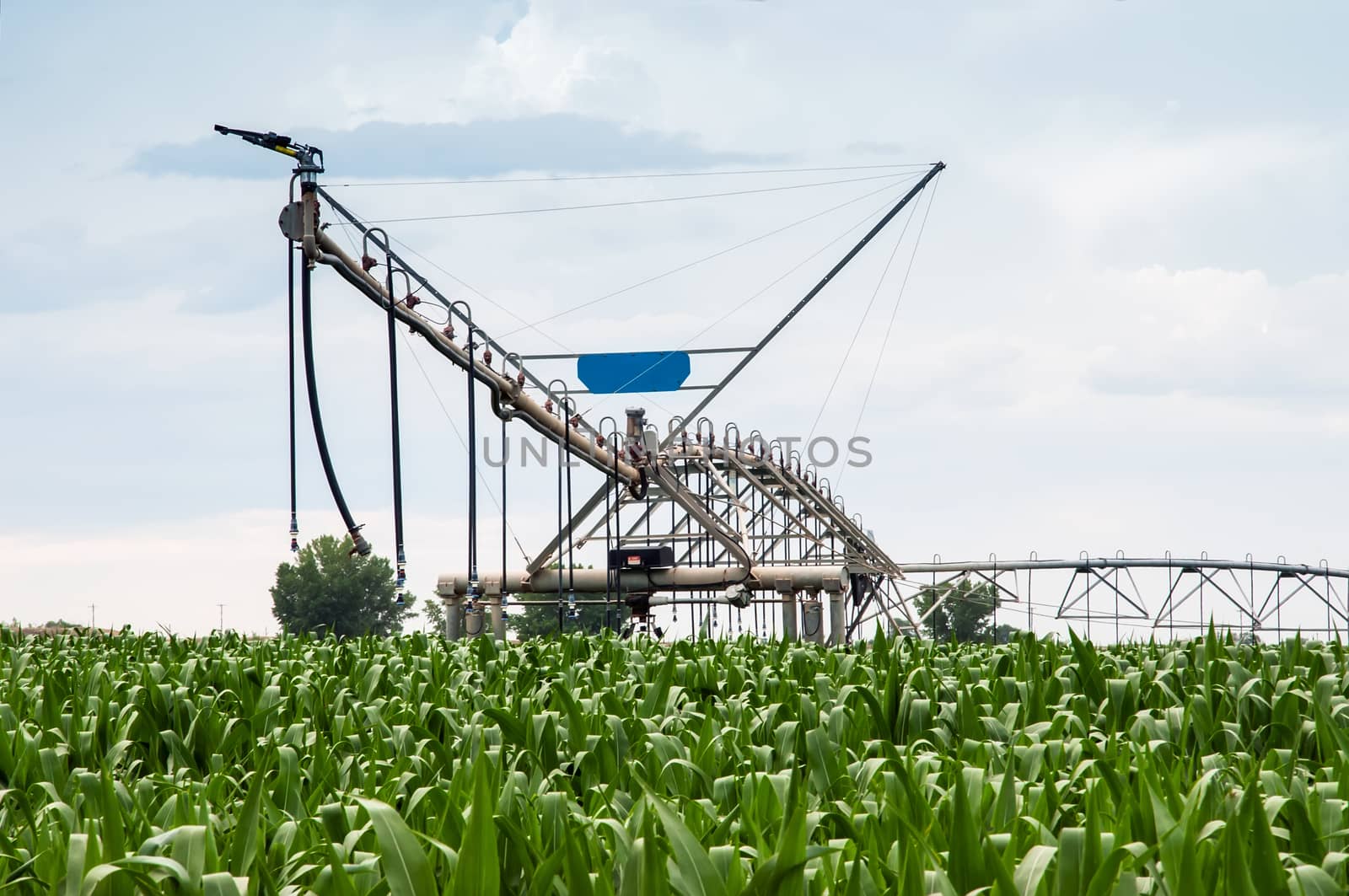 Center pivot irrigation system sitting idle in a lush young corn field. North central Colorado, USA.