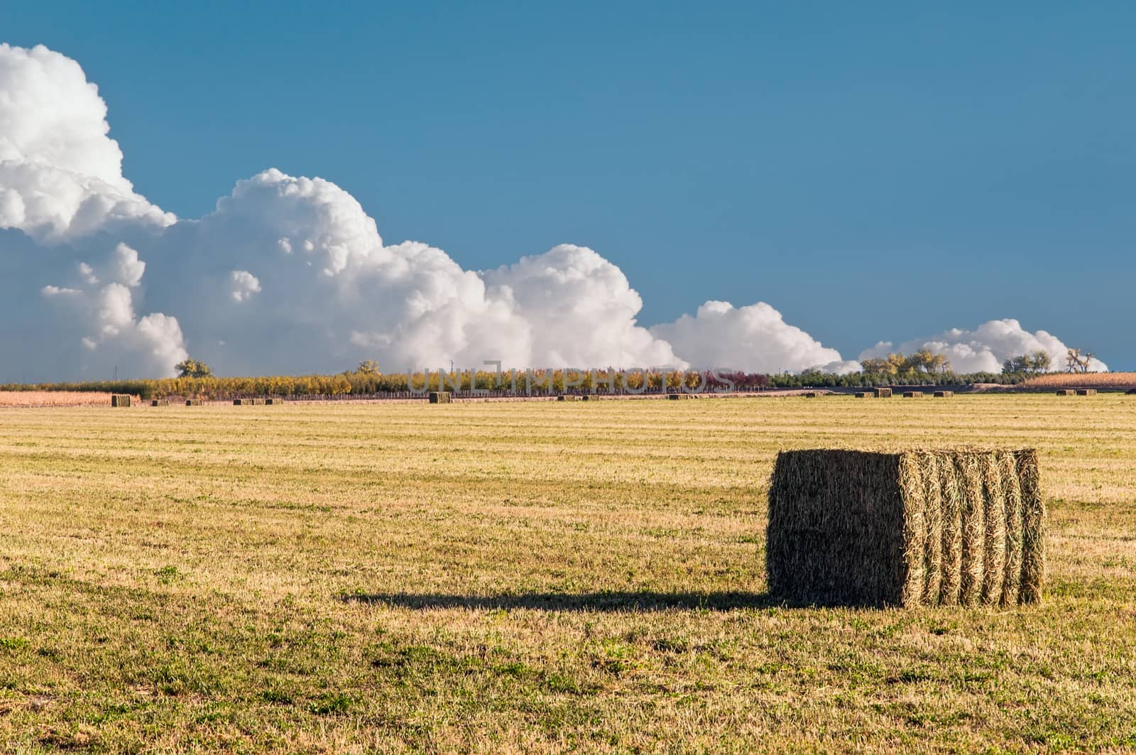 Bales of straw on a harvested field in southern Colorado, USA on a peaceful autumn afternoon.
