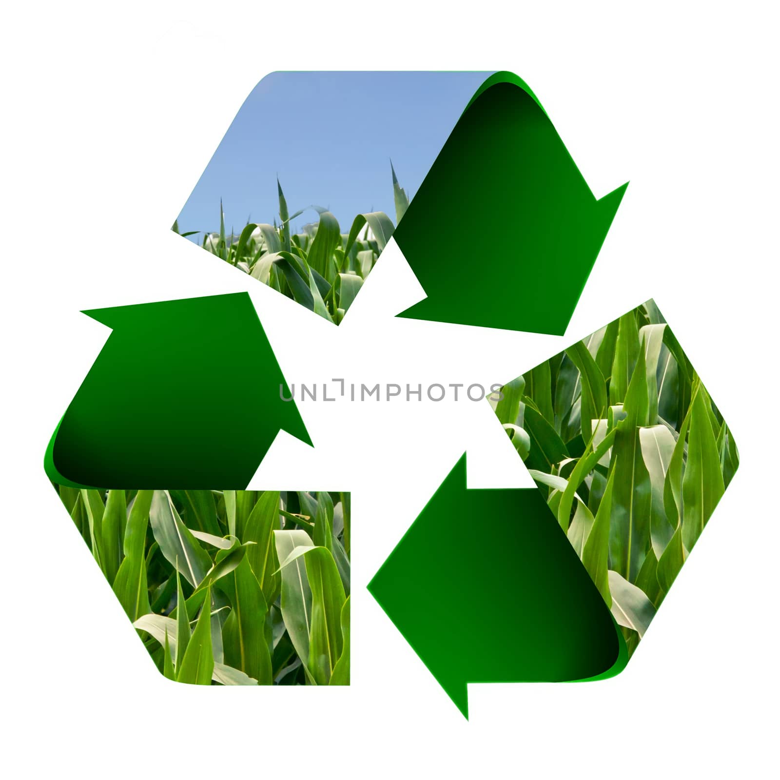 Cornfield superimposed onto a recycle symbol isolated on white.