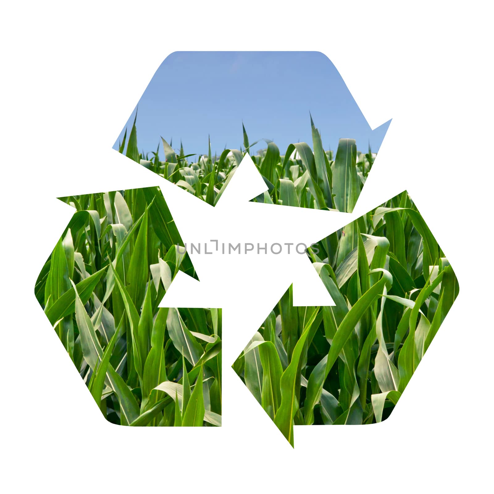 Recycle Symbol of a Field of Corn by rcarner