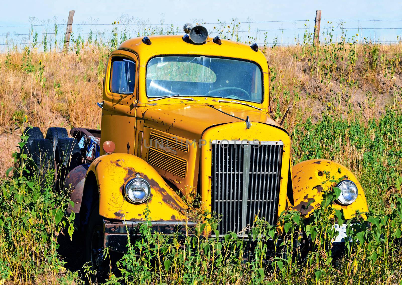 Worn out old truck abandoned in an out of the way spot with wild grass and sunflowers growing around it.