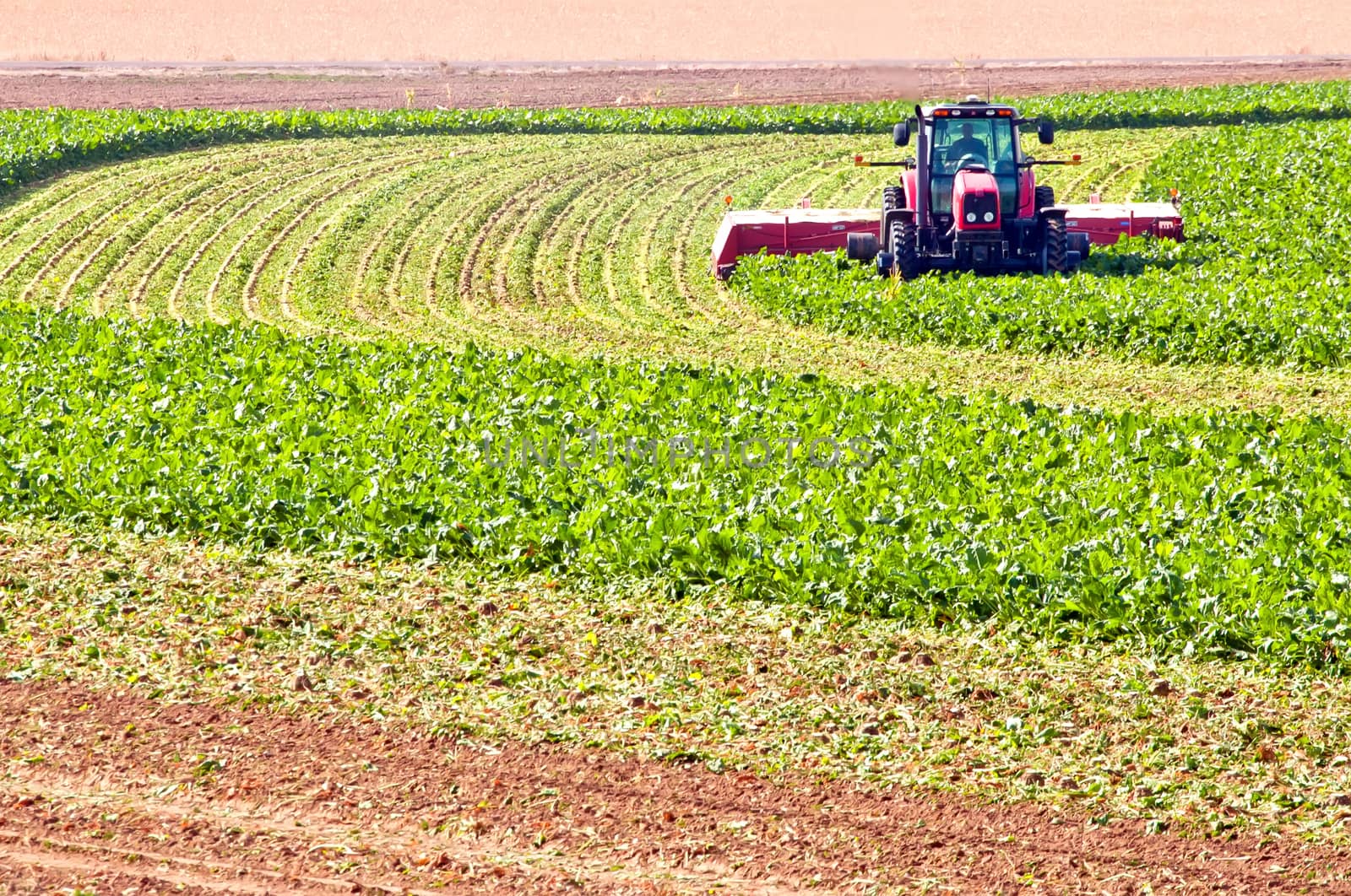 Farmer harvesting the green tops off his sugar beet crop for cattle feed. He comes in later with different equipment and harvest the remainder of the plant from out of the ground.