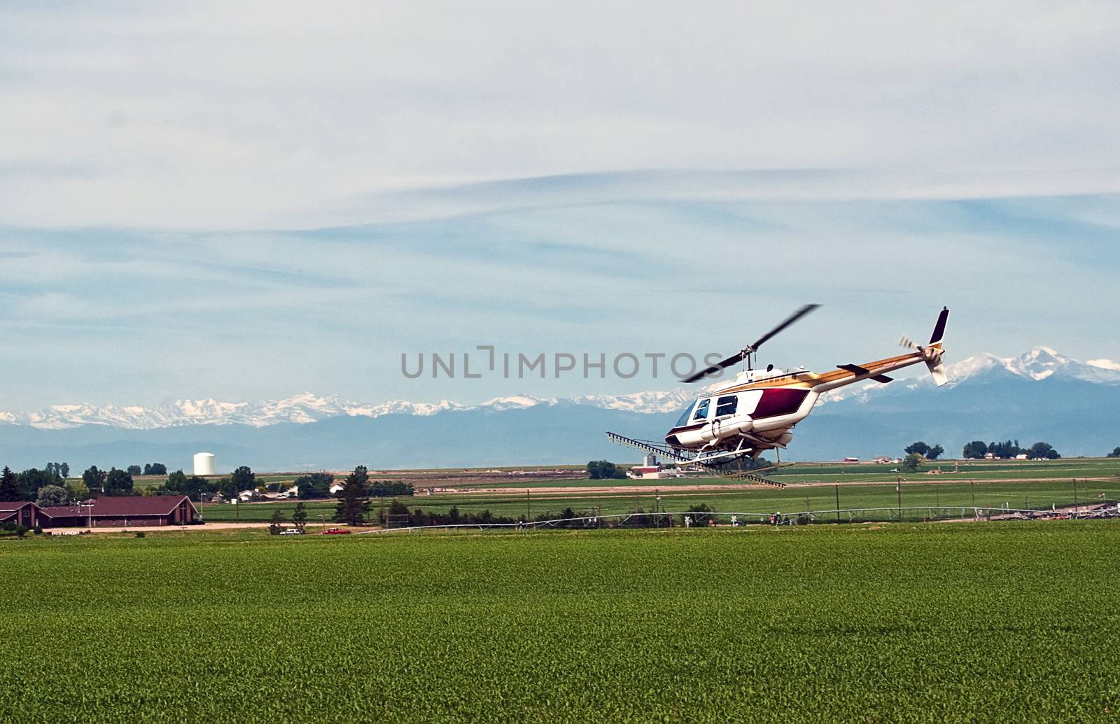 Helicopter used as a crop duster spraying insecticide on a cornfield in north central Colorado, USA.