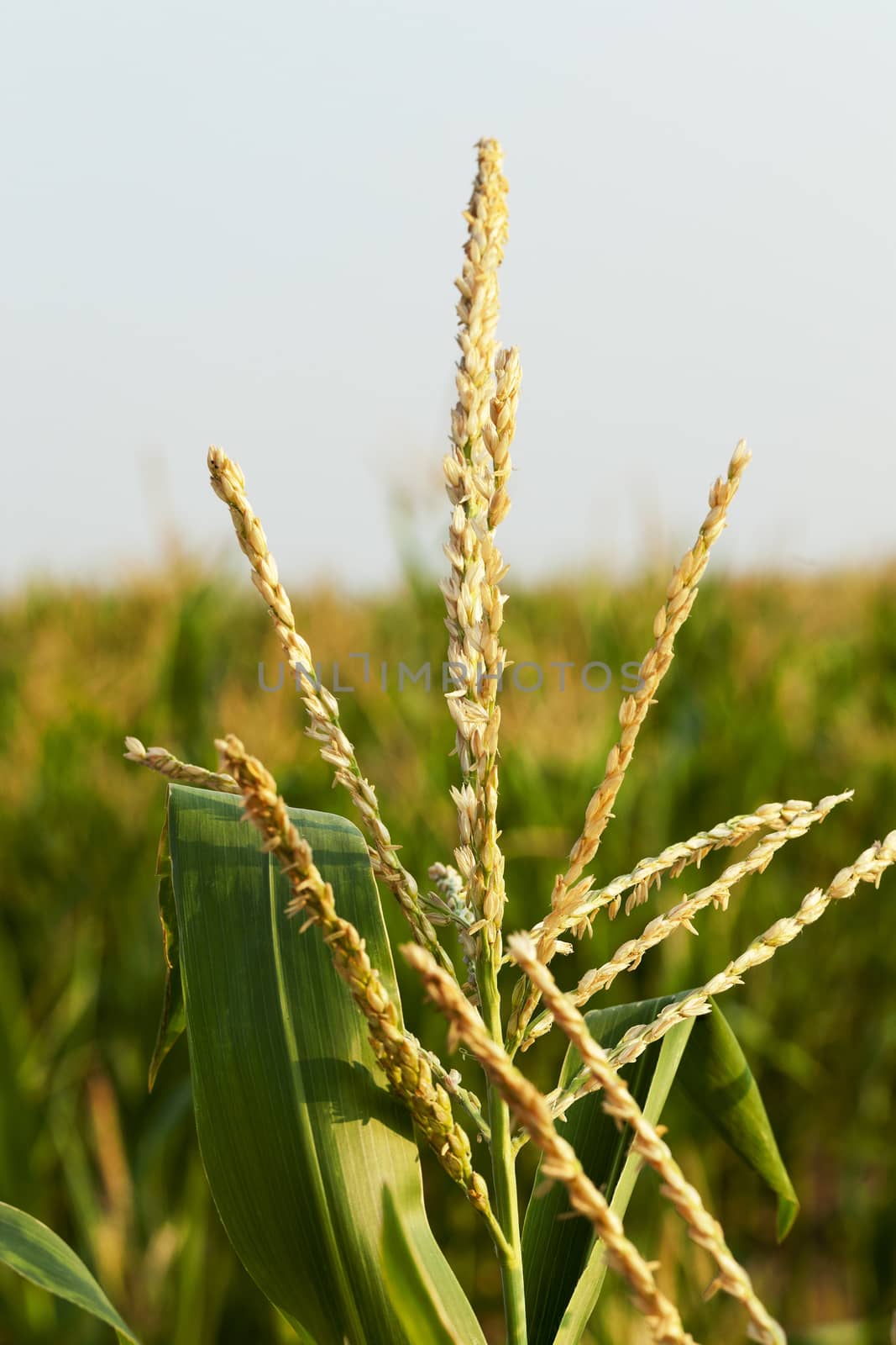 Agricultural field on which grow green immature corn, close up photo