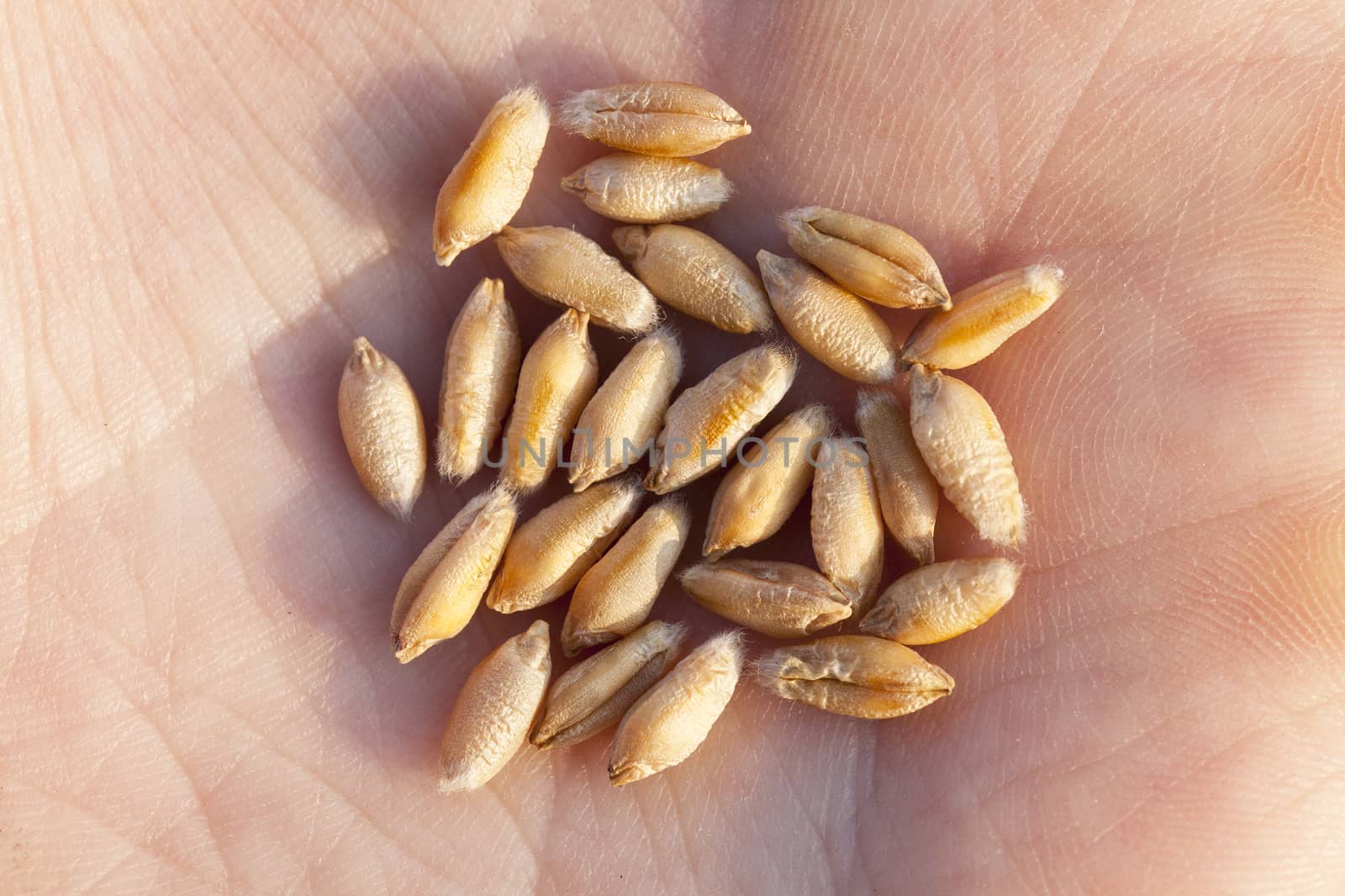 photographed close-up of wheat grain in a man's hand, after the harvest of cereals